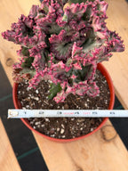 Crested Coral Cactus | Crested Euphorbia Lactea | Unique Ocean Coral Plant | Live Cactus