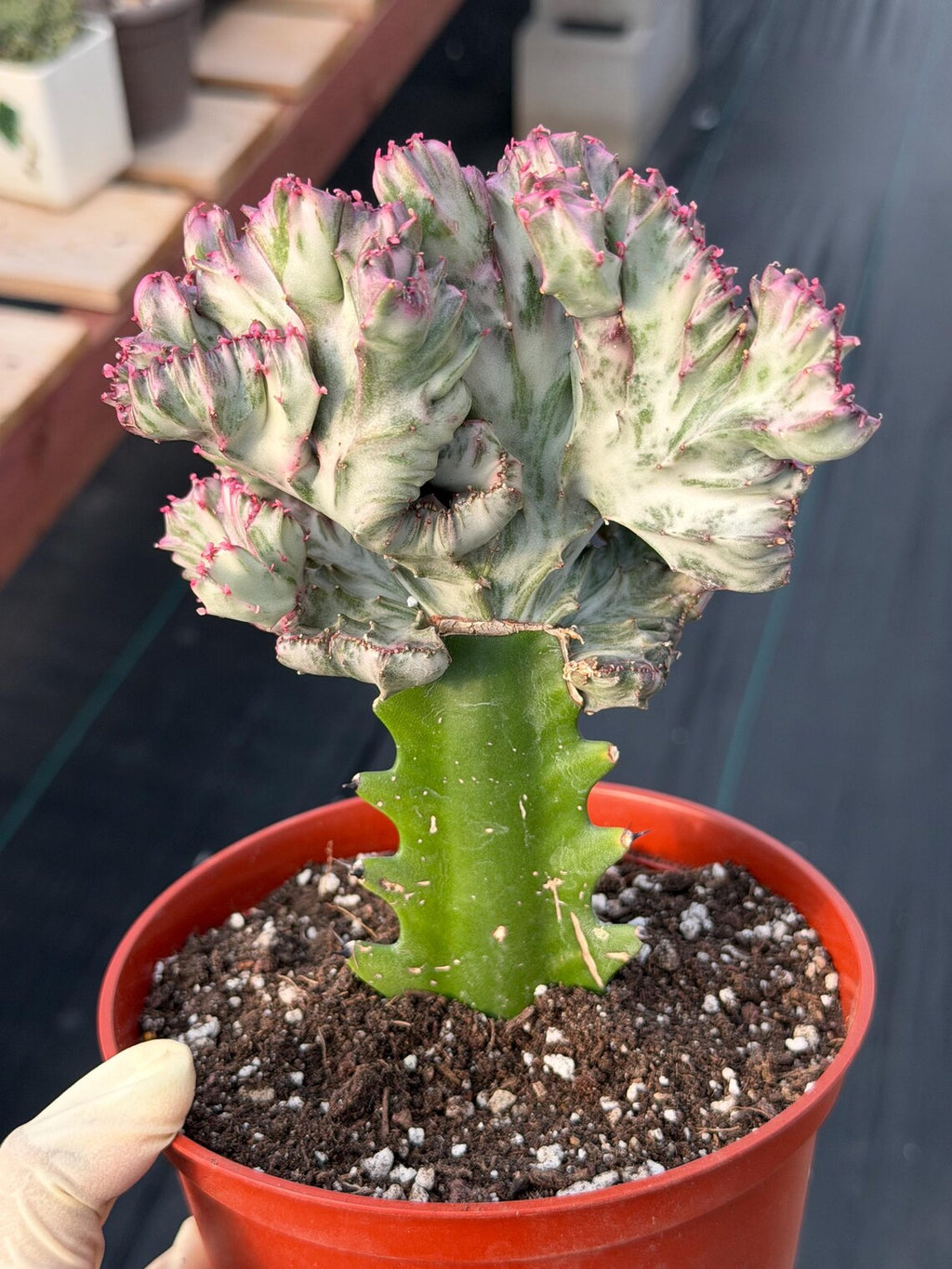 Crested Coral Cactus | Crested Euphorbia Lactea | Unique Ocean Coral Plant | Live Cactus