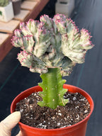 Crested Coral Cactus | Crested Euphorbia Lactea | Unique Ocean Coral Plant | Live Cactus