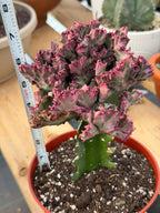 Crested Coral Cactus | Crested Euphorbia Lactea | Unique Ocean Coral Plant | Live Cactus
