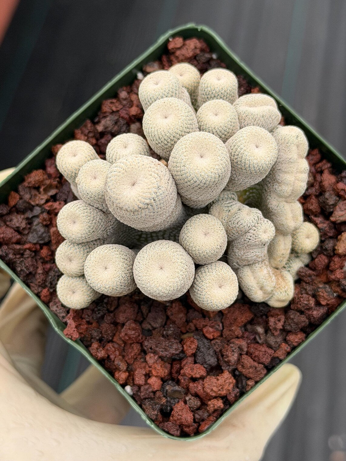 Crested Epithelantha bokei Cactus #328 | Exact Plant