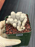 Crested Epithelantha bokei Cactus #328 | Exact Plant