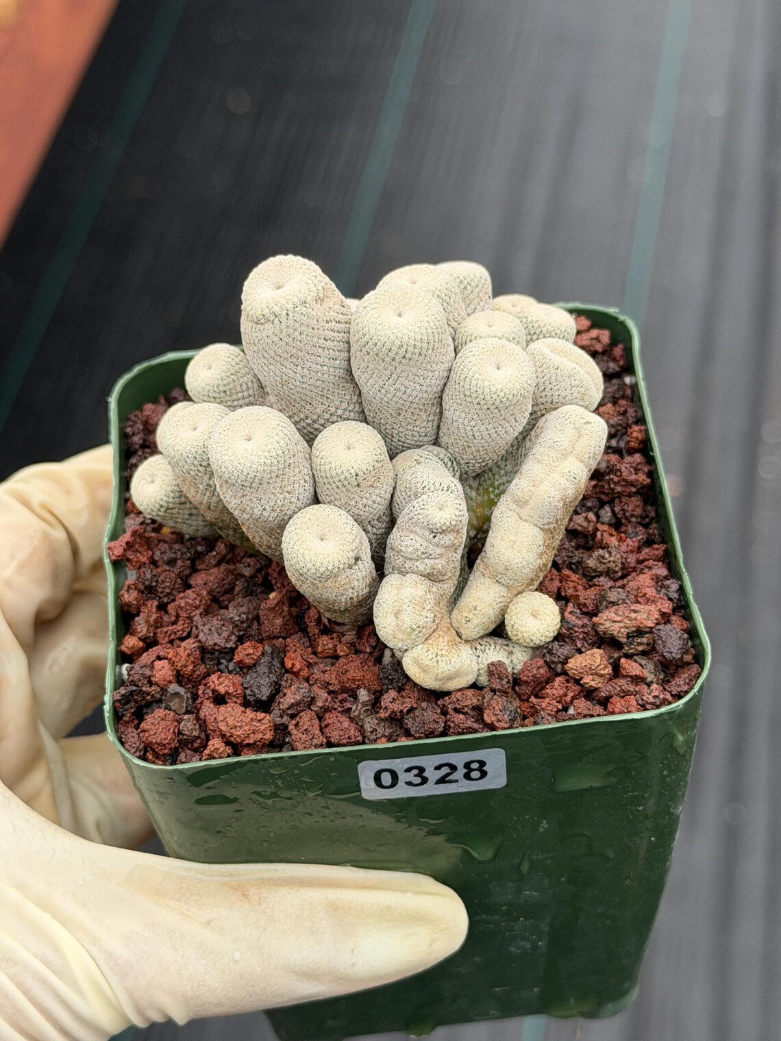 Crested Epithelantha bokei Cactus #328 | Exact Plant