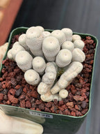 Crested Epithelantha bokei Cactus #328 | Exact Plant