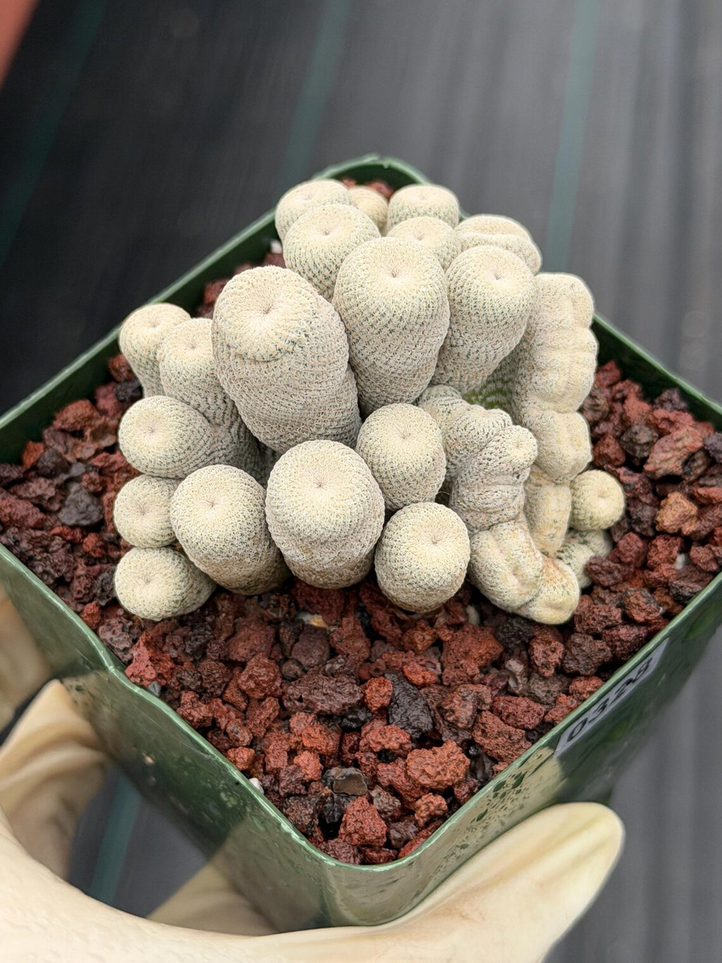 Crested Epithelantha bokei Cactus #328 | Exact Plant