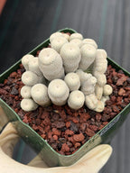 Crested Epithelantha bokei Cactus #328 | Exact Plant