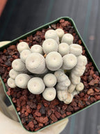 Crested Epithelantha bokei Cactus #328 | Exact Plant
