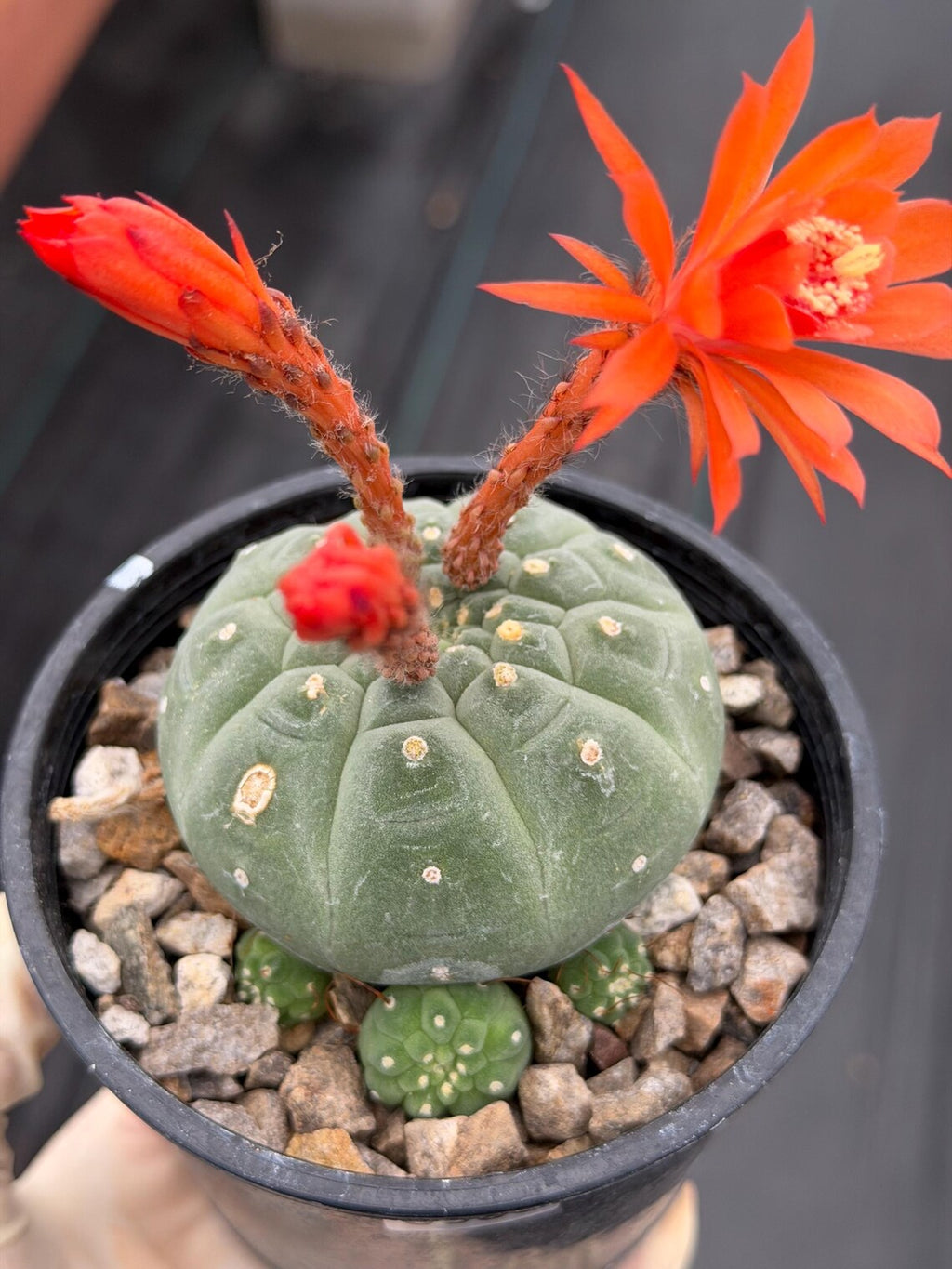 Variegated Matucana madisoniorum Cactus with Pups #938