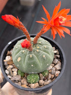 Variegated Matucana madisoniorum Cactus with Pups #938