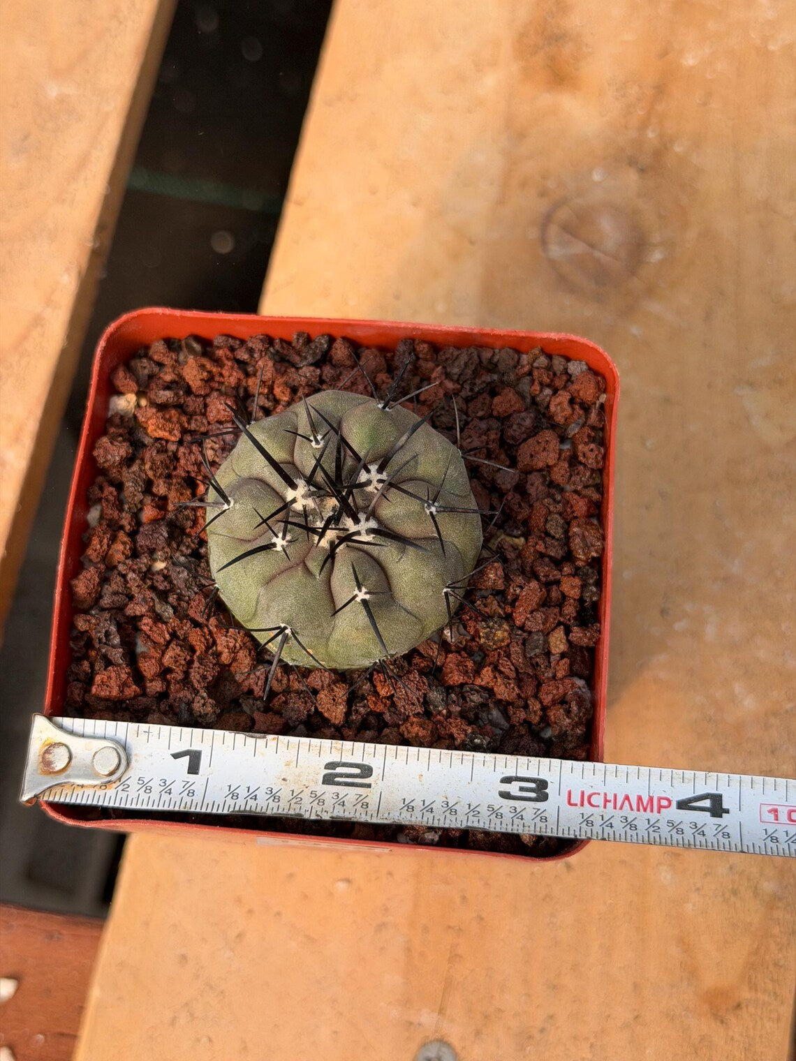Copiapoa Cinerea Seed Grown Rare Collector Cactus #1059 Desert Cactus Plant