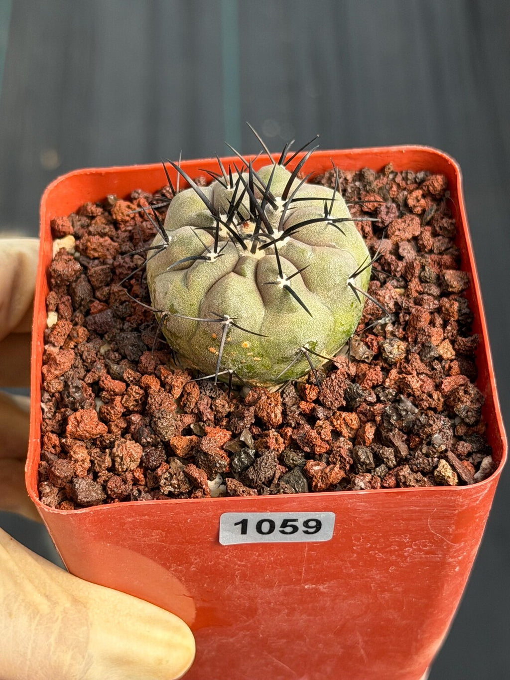 Copiapoa Cinerea Seed Grown Rare Collector Cactus #1059 Desert Cactus Plant