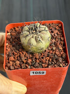 Copiapoa Cinerea Seed Grown Rare Collector Cactus #1059 Desert Cactus Plant