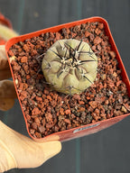 Copiapoa Cinerea Seed Grown Rare Collector Cactus #1059 Desert Cactus Plant