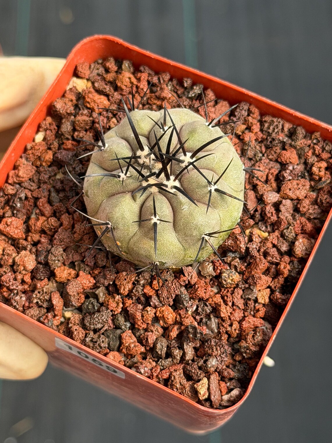 Copiapoa Cinerea Seed Grown Rare Collector Cactus #1059 Desert Cactus Plant