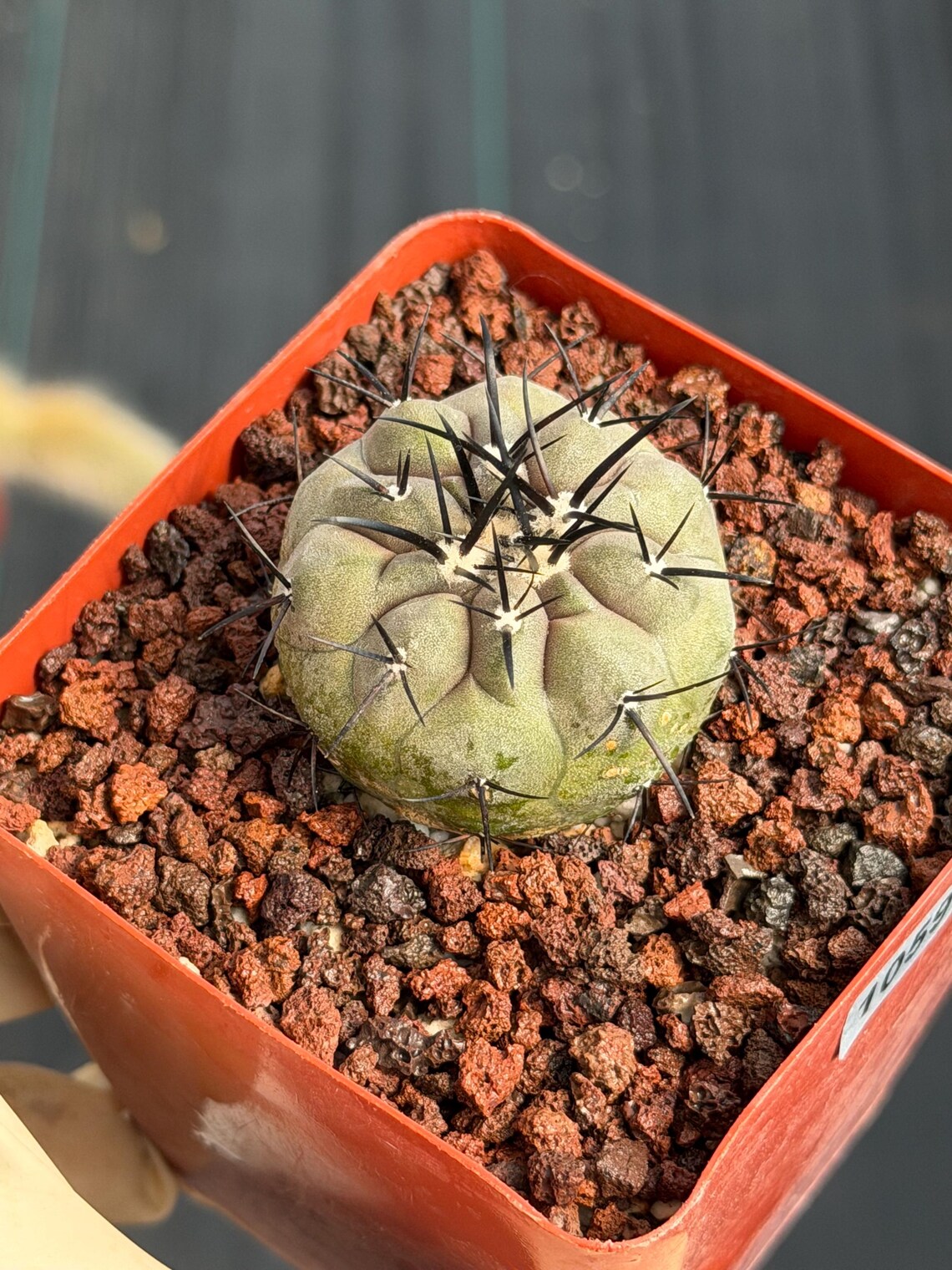 Copiapoa Cinerea Seed Grown Rare Collector Cactus #1059 Desert Cactus Plant