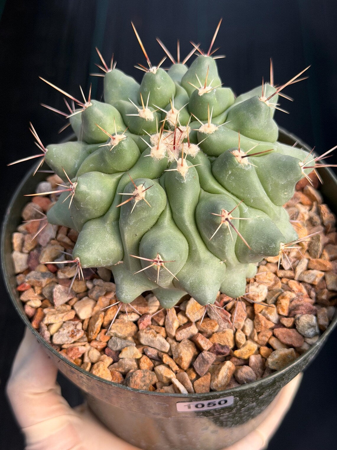 Thelocactus Rinconensis | Seed Grown Rare Cactus | Live Cactus | #1050