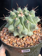 Thelocactus Rinconensis | Seed Grown Rare Cactus | Live Cactus | #1050