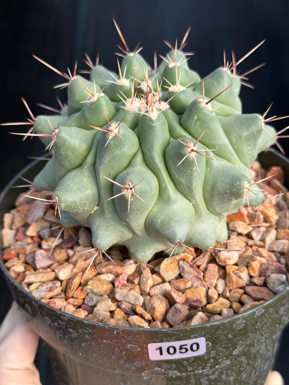 Thelocactus Rinconensis | Seed Grown Rare Cactus | Live Cactus | #1050