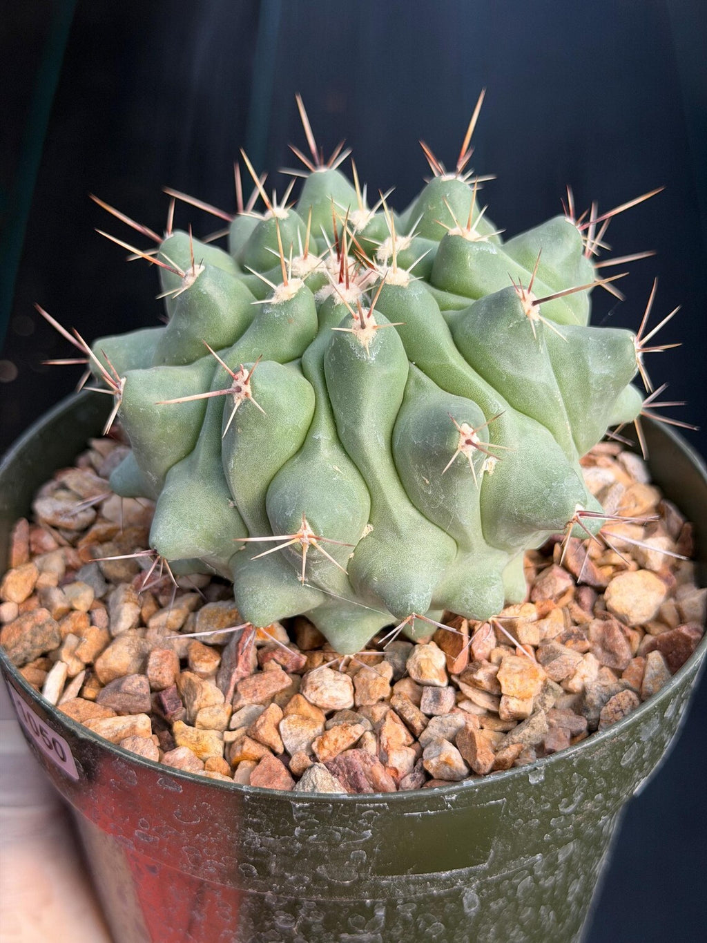 Thelocactus Rinconensis | Seed Grown Rare Cactus | Live Cactus | #1050