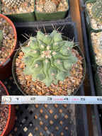 Thelocactus Rinconensis | Seed Grown Rare Cactus | Live Cactus | #1050
