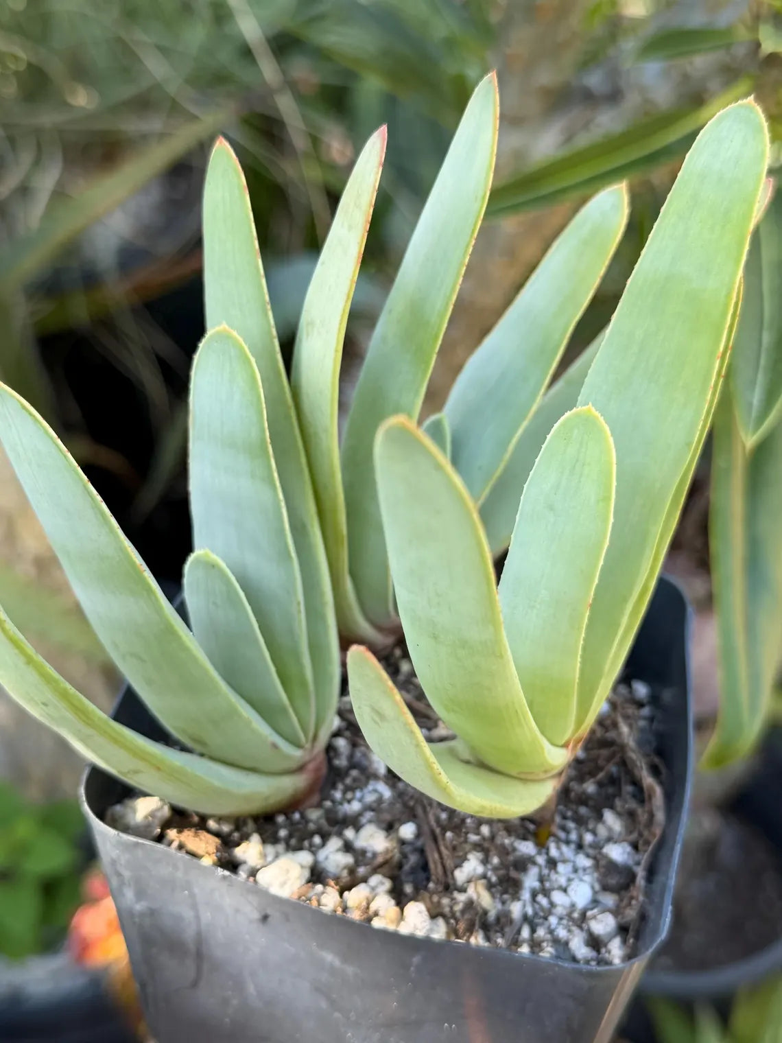 Tree Fan Aloe | Aloe Plicatilis Large Succulent Plant | Tree Plant