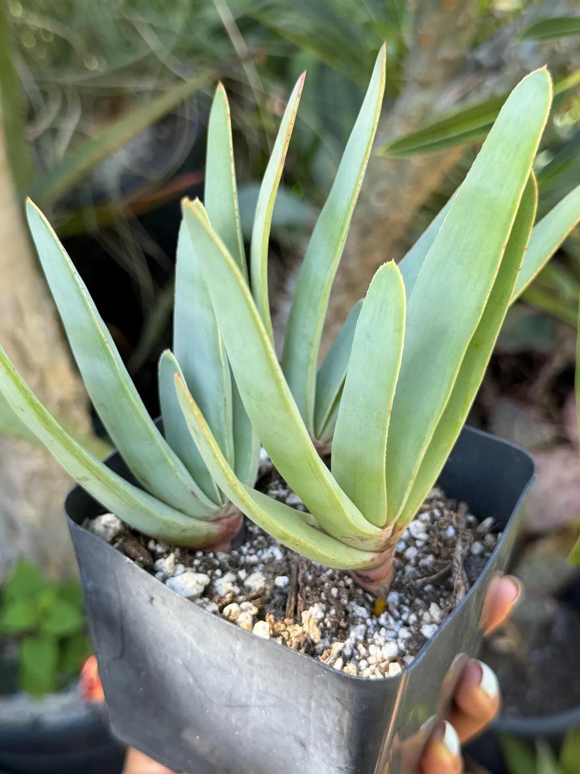 Tree Fan Aloe | Aloe Plicatilis Large Succulent Plant | Tree Plant