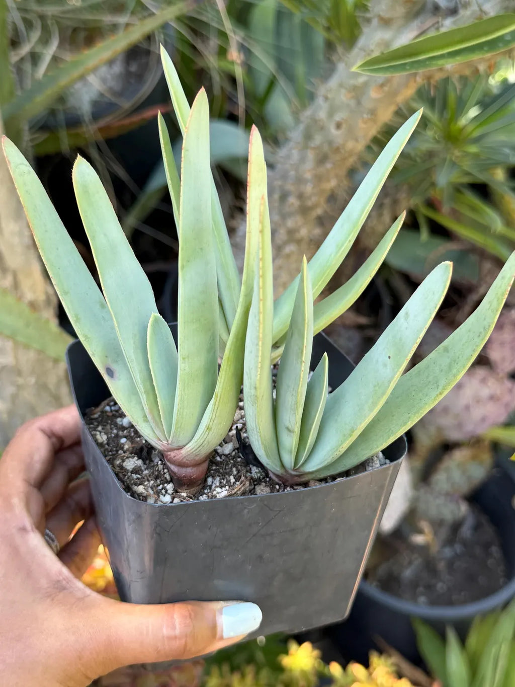 Tree Fan Aloe | Aloe Plicatilis Large Succulent Plant | Tree Plant