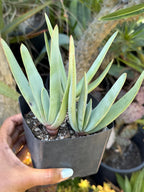 Tree Fan Aloe | Aloe Plicatilis Large Succulent Plant | Tree Plant