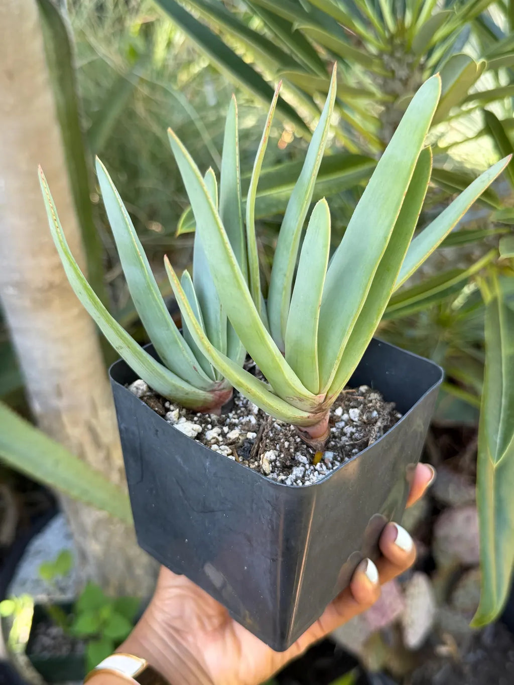 Tree Fan Aloe | Aloe Plicatilis Large Succulent Plant | Tree Plant