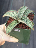 Sansevieria Cleopatra Rare Snake Plant #74 | Compact Air Purifying Succulent | Easy Care Indoor Houseplant Gift