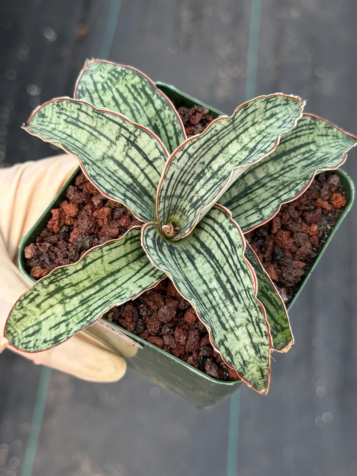 Sansevieria Cleopatra Rare Snake Plant #74 | Compact Air Purifying Succulent | Easy Care Indoor Houseplant Gift