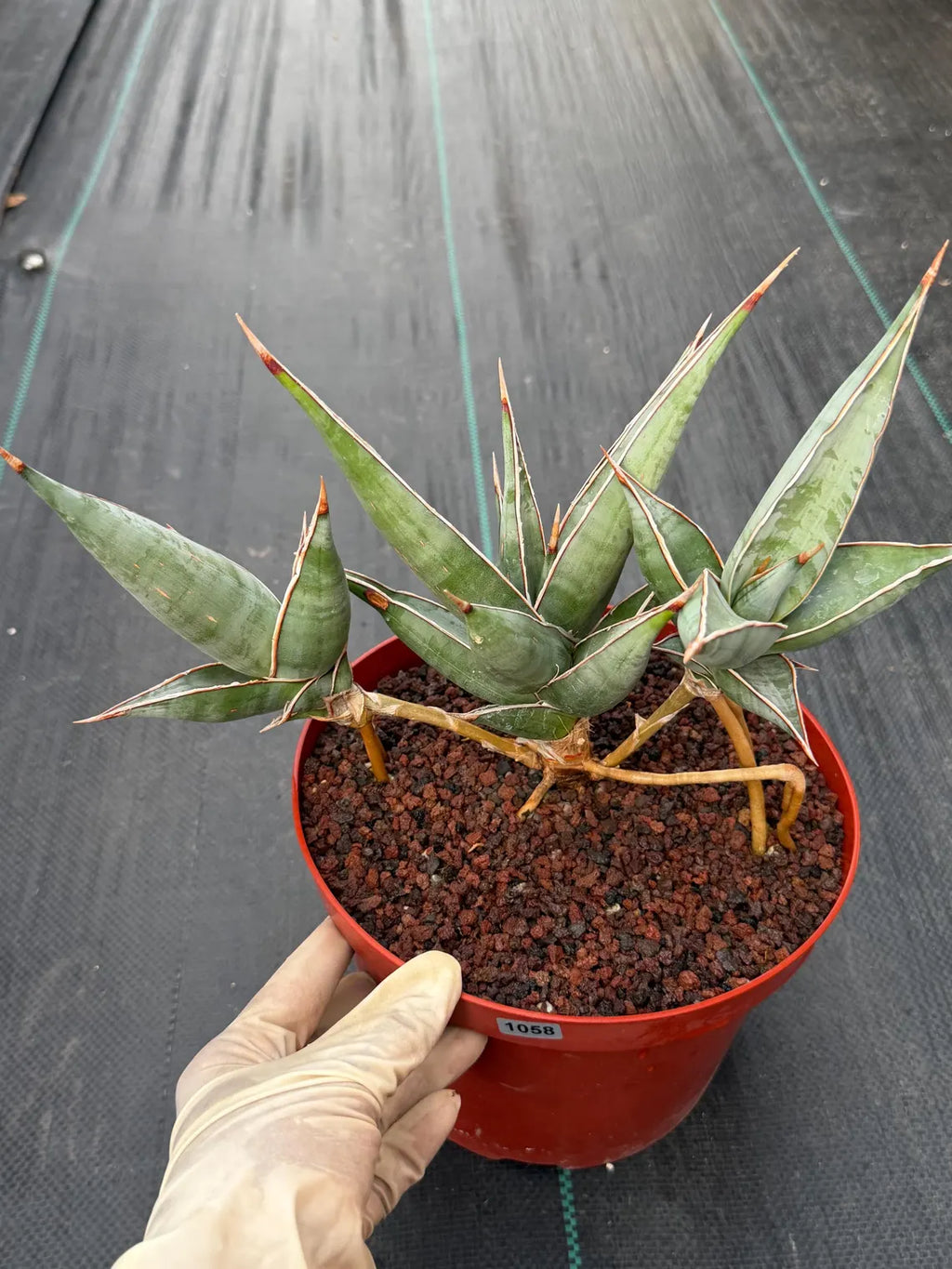 Sansevieria pinguicula Walking Snake Plant | Exact Plant #1058