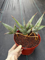 Sansevieria pinguicula Walking Snake Plant | Exact Plant #1058