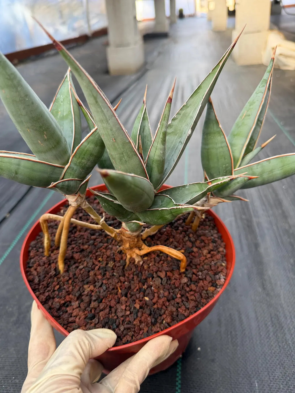 Sansevieria pinguicula Walking Snake Plant | Exact Plant #1058