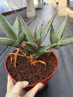 Sansevieria pinguicula Walking Snake Plant | Exact Plant #1058