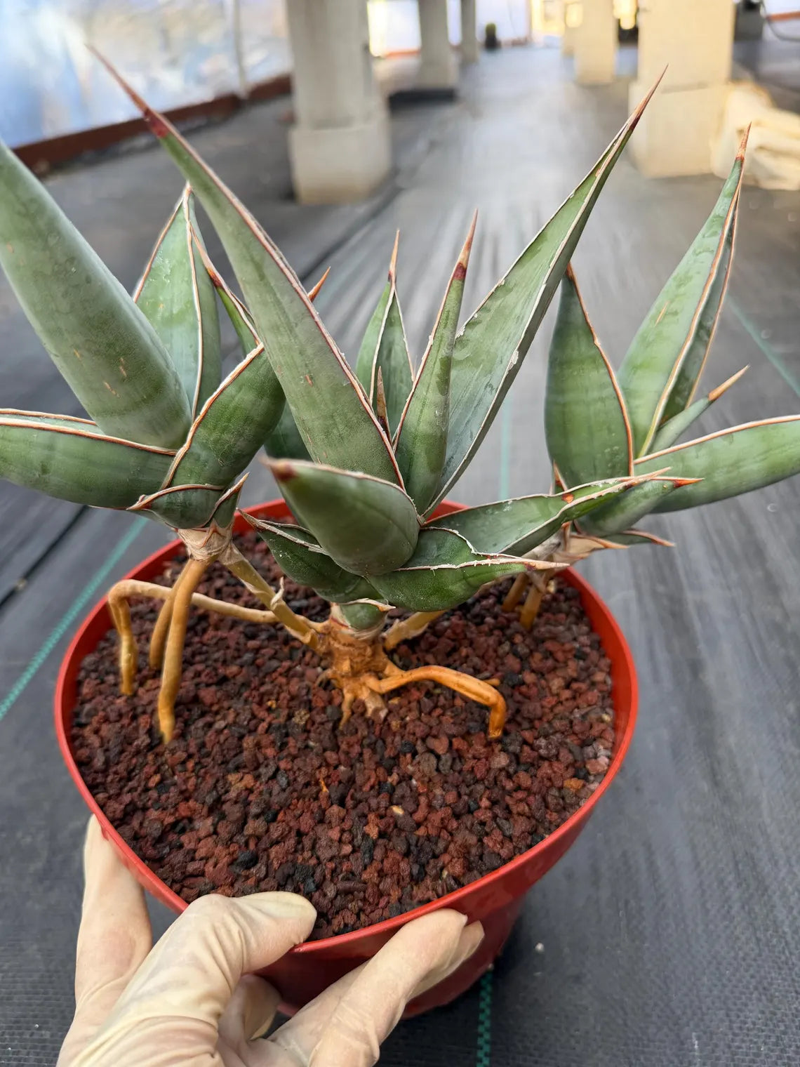 Sansevieria pinguicula Walking Snake Plant | Exact Plant #1058