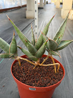 Sansevieria pinguicula Walking Snake Plant | Exact Plant #1058
