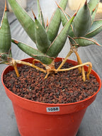 Sansevieria pinguicula Walking Snake Plant | Exact Plant #1058