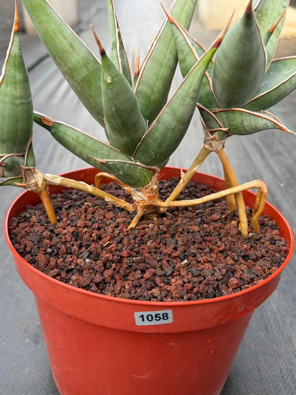 Sansevieria pinguicula Walking Snake Plant | Exact Plant #1058