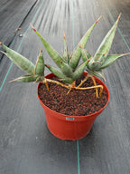 Sansevieria pinguicula Walking Snake Plant | Exact Plant #1058