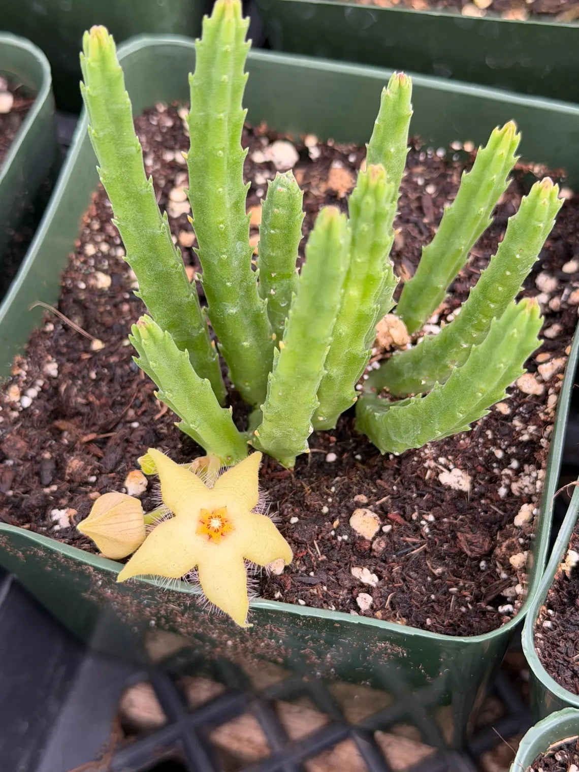 Stapelia scitula – Live Trailing Succulent