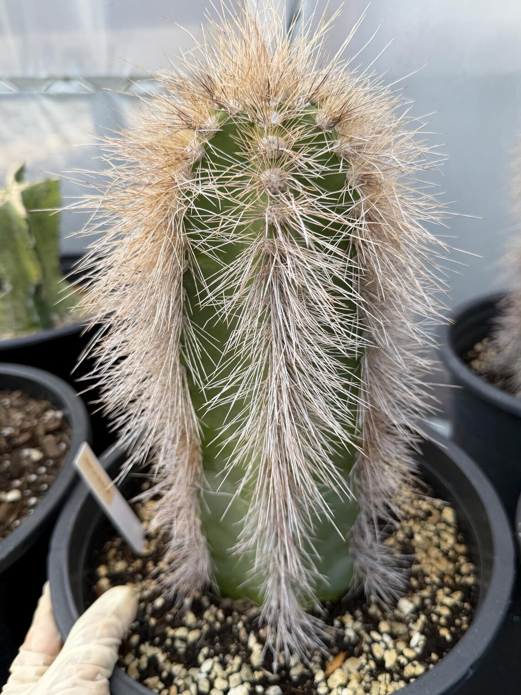 Woolly Rhino Columnar Cactus Cutting, 12-Inch Exact Specimen