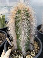 Woolly Rhino Columnar Cactus Cutting, 12-Inch Exact Specimen