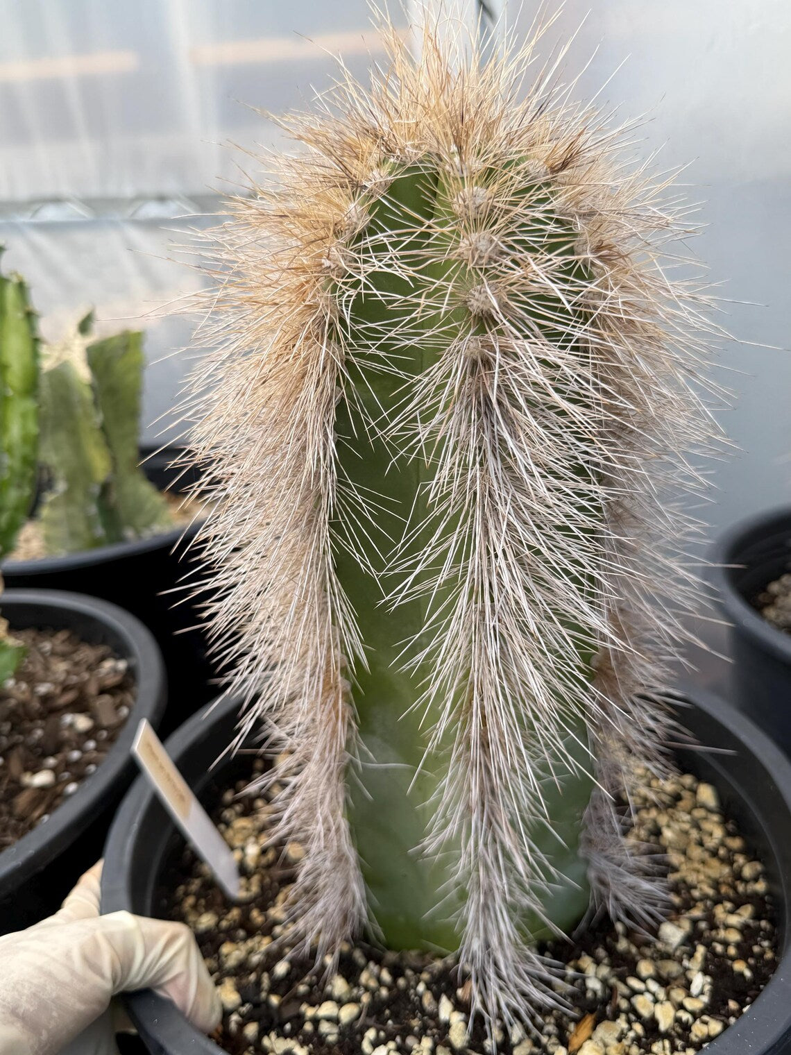 Woolly Rhino Columnar Cactus Cutting, 12-Inch Exact Specimen