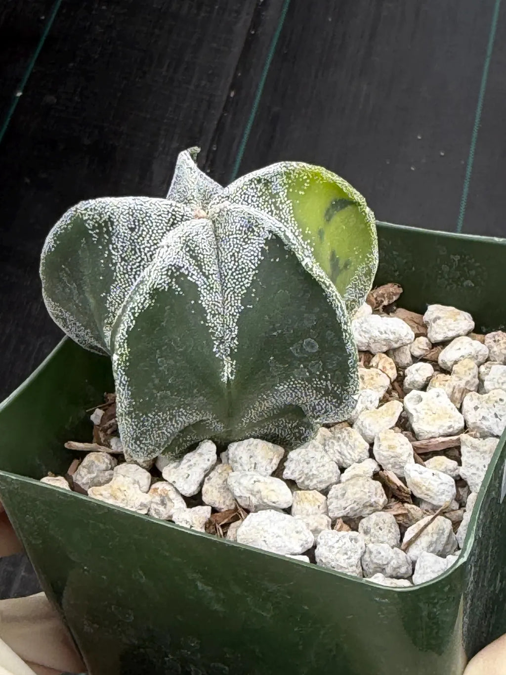 Variegated Astrophytum Myriostigma Seedgrown #1021 | Live Cactus | Rare Plant