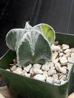 Variegated Astrophytum Myriostigma Seedgrown #1021 | Live Cactus | Rare Plant