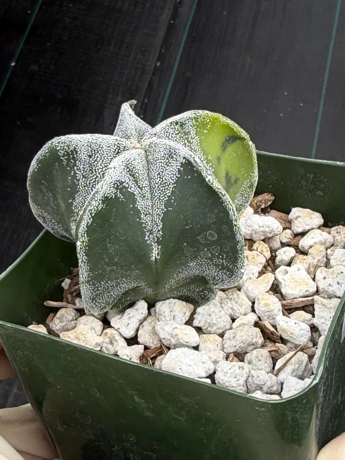Variegated Astrophytum Myriostigma Seedgrown #1021 | Live Cactus | Rare Plant