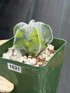 Variegated Astrophytum Myriostigma Seedgrown #1021 | Live Cactus | Rare Plant