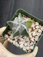 Variegated Astrophytum Myriostigma Seedgrown #1021 | Live Cactus | Rare Plant
