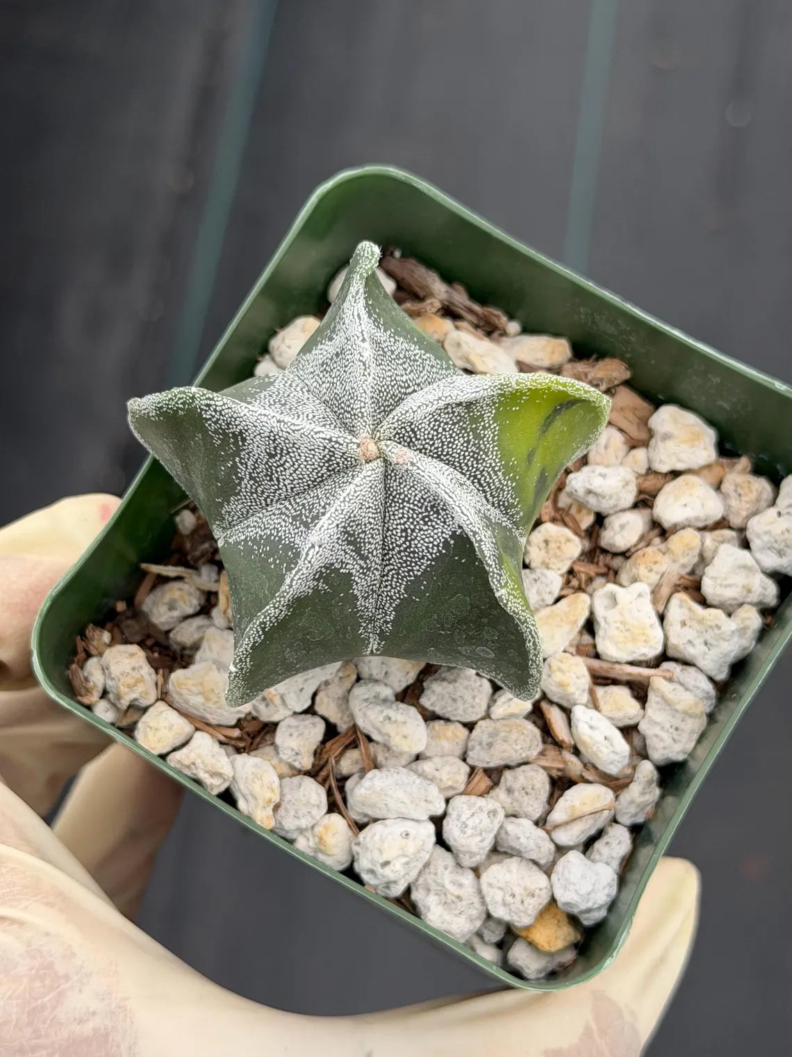 Variegated Astrophytum Myriostigma Seedgrown #1021 | Live Cactus | Rare Plant